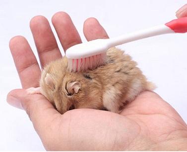 Wet Hamster getting brushed