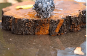 Wet hamster