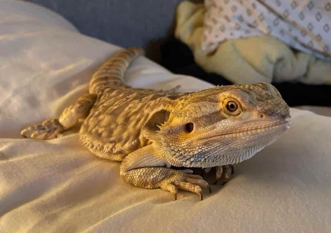 When Bearded Dragons Get Angry
