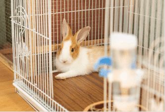 A rabbit relaxing in the secured enclosure