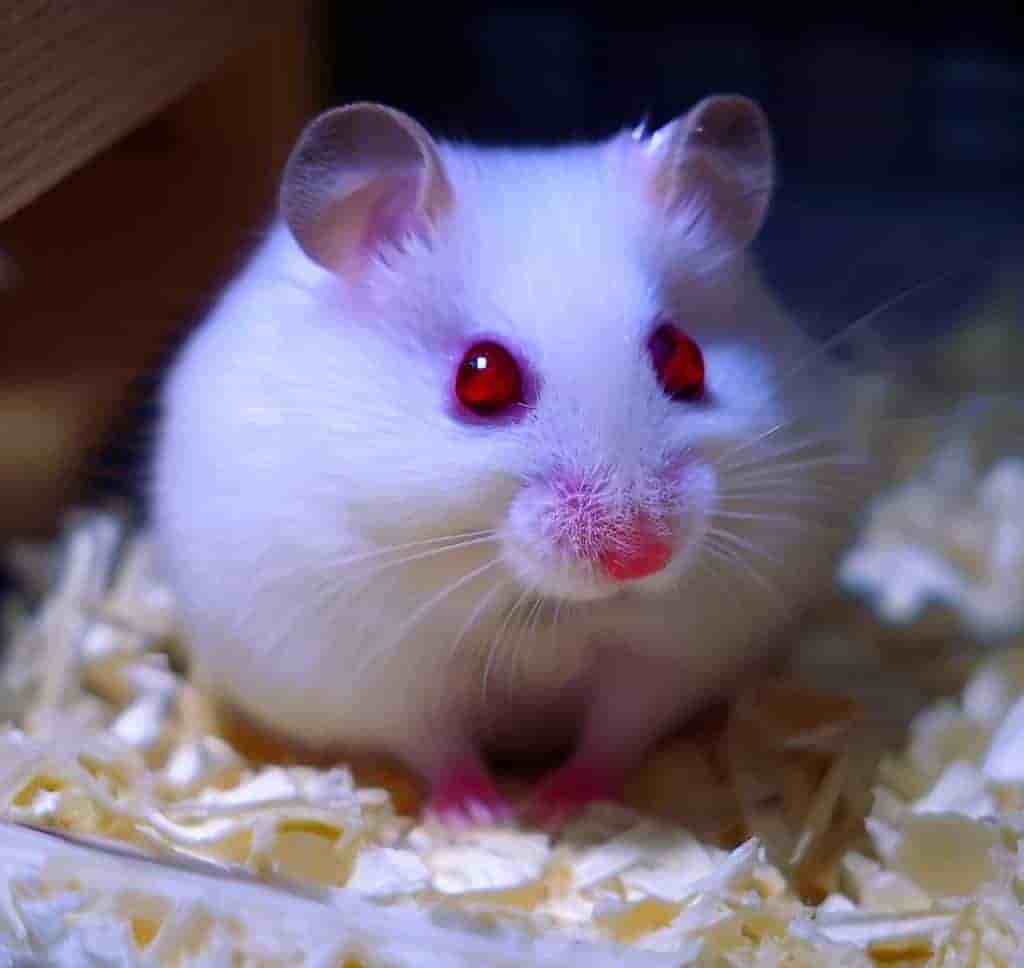 Albino hamster with red eyes