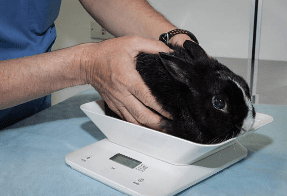 Black Rabbit Breeds - Vet examining a black rabbit