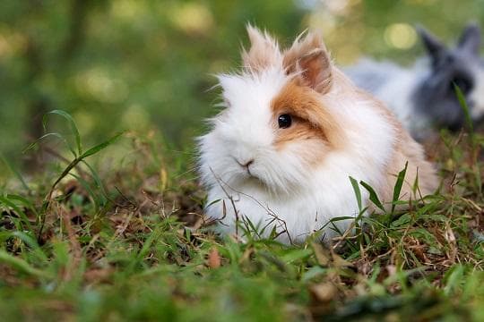 Long-Haired Rabbits