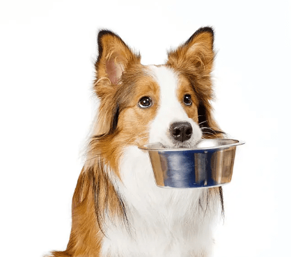 A dog using its lip ridges to hold a bowl