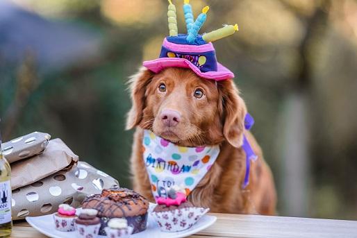 A dog wearing bandanas on its birthday