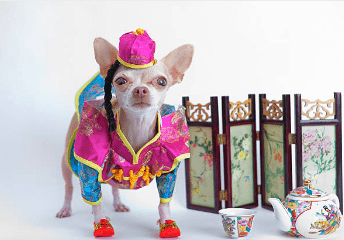 A dog wearing clothes with non-intrusive jewelry