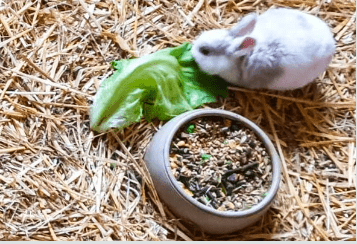 A viscacha enjoying its food