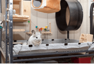 A white mosaic chinchilla in its cage with toys and an exercise wheel