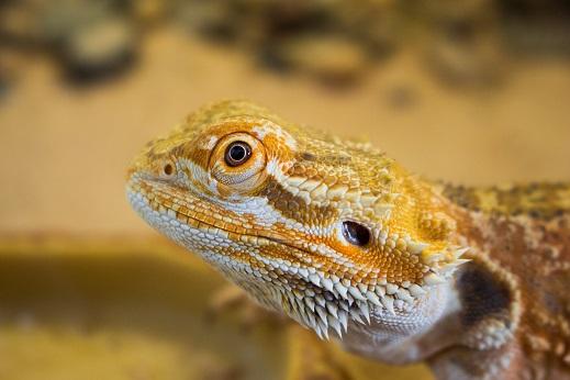 Are bearded dragons good pets