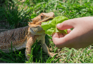 Bearded dragon eating leafy greens