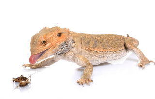 Bearded dragon snagging insects with its tongue