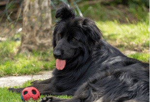 Big Fluffy Black Dog Breeds