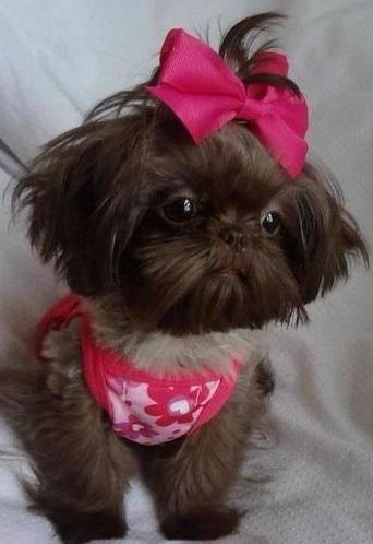 Dolly, the Shih Tzu, often featured in publications