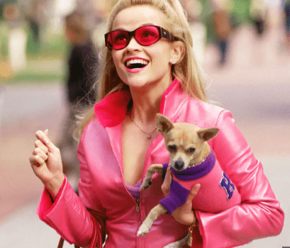 Elle Woods' Bruiser from Legally Blonde - Chihuahua