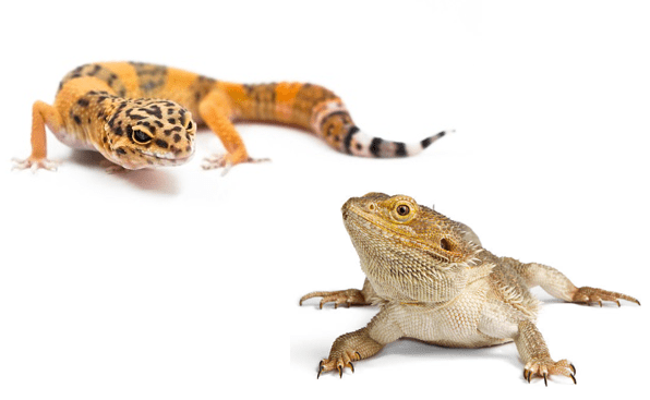 Leopard Gecko vs Bearded Dragon