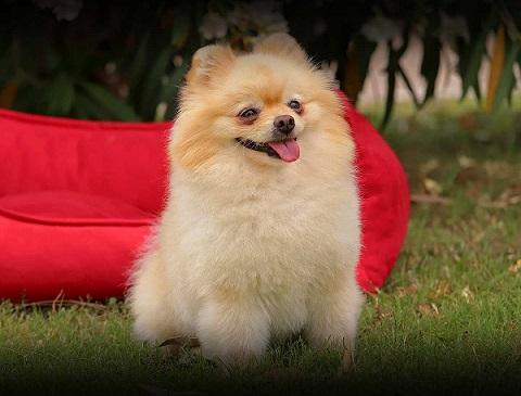 The world's cutest Pomeranian, Boo