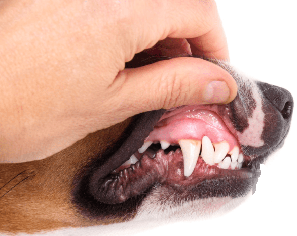 Why Do Dog's Lips Have Ridges