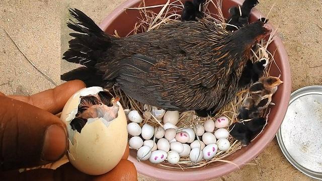A baby chick hatching from the egg