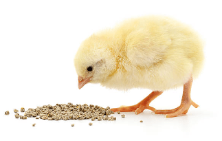 Baby rutin chicken eating grains