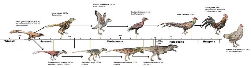 Chicken's evolutionary Journey from dinosaurs