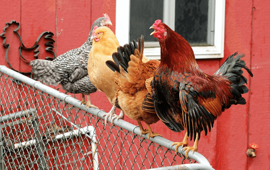 Silkie Rooster vs Hen