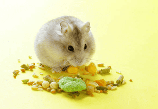 A hamster eating fruits