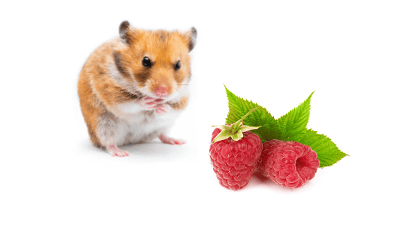Can hamsters eat raspberries - a hamster standing next to two raspberries